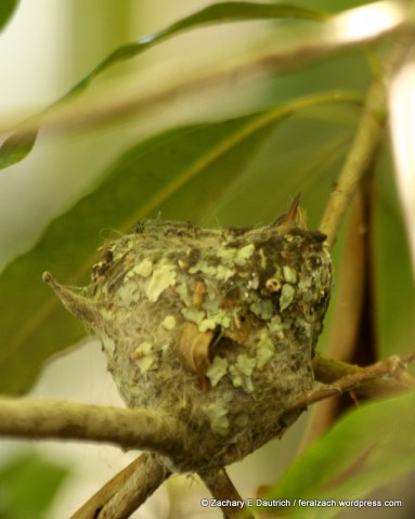 Anna's hummingbird nest and hatchling