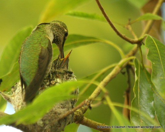 feeding time / Anna's hummingbirds