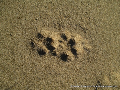 gray fox tracks
