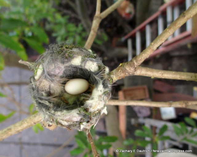 annas hummingbird nest and egg