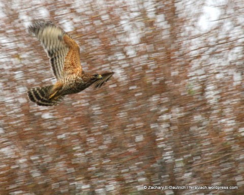 red-shouldered hawk and willows