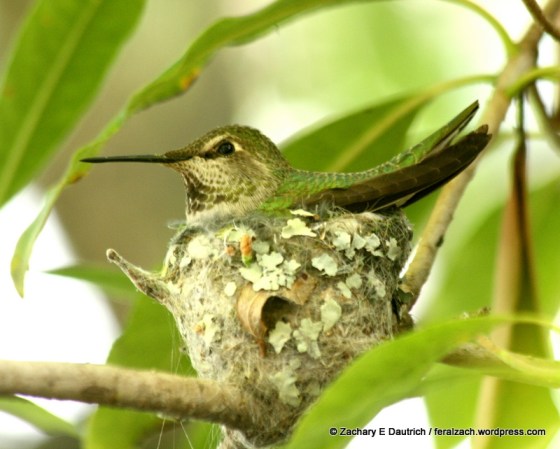 annas hummingbird on nest