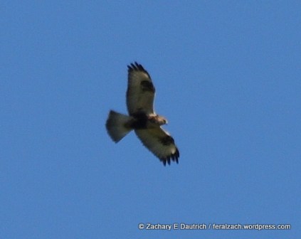 rough-legged hawk 