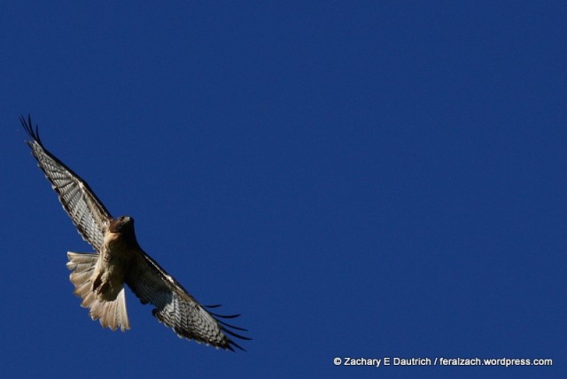 red-tailed hawk