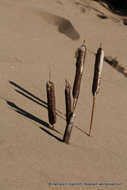 cattails in sand dune