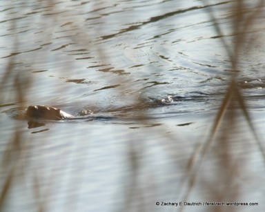 North American river otter