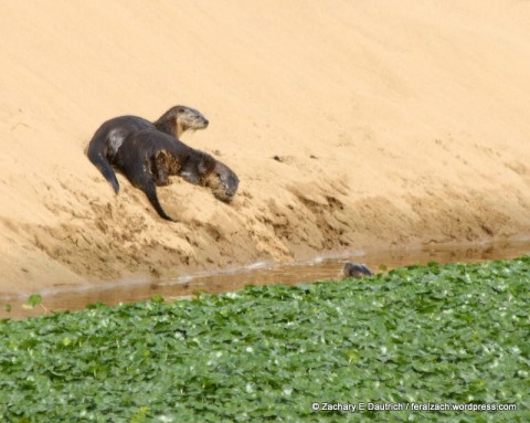 river otters
