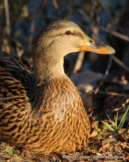 mallard duck