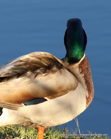 mallard duck