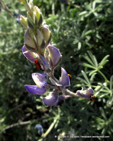 lady bugs on lupine / Mount Diablo State Park