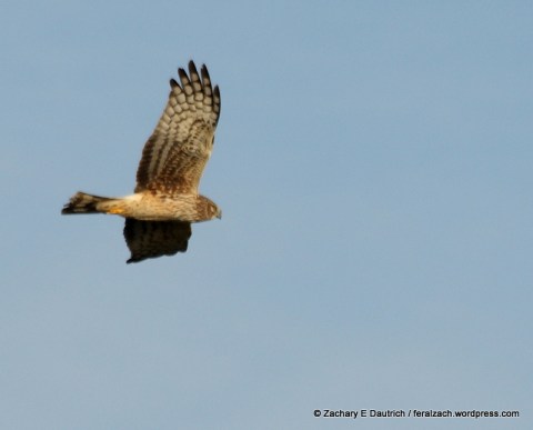 female Northern harrier / Sonoma Coast CA