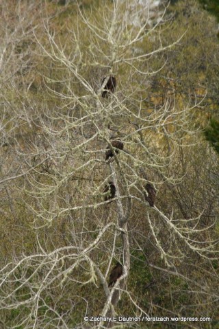 vulture roost / Russian River Sonoma County CA