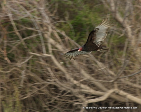 turkey vulture / Russian River Sonoma County CA