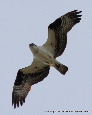 osprey / Russian River Sonoma County CA