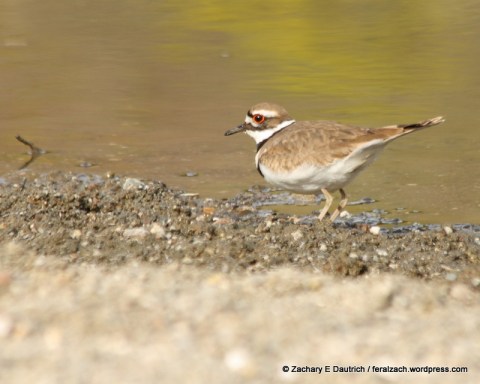 killdeer / Russian River Sonoma County CA