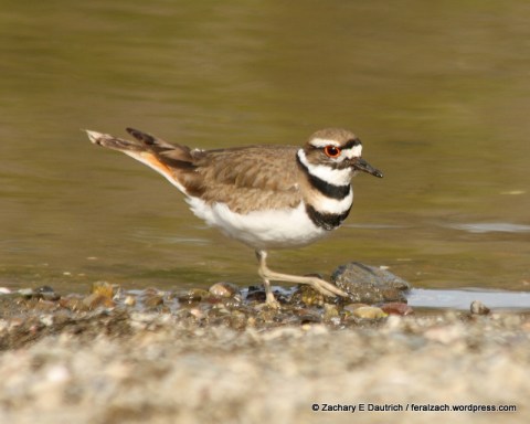 killdeer / Russian River Sonoma County CA