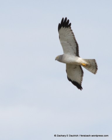 male Northern harrier / Sonoma Coast CA