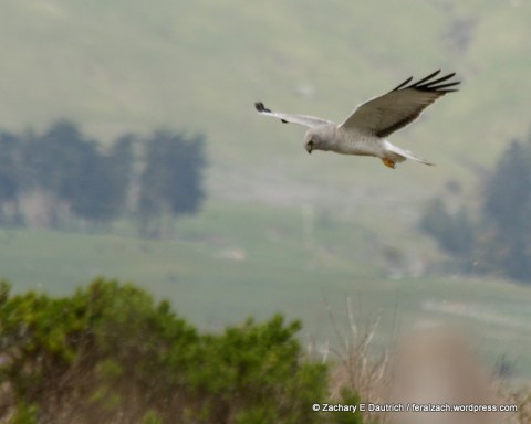 male Northern harrier / Sonoma Coast CA