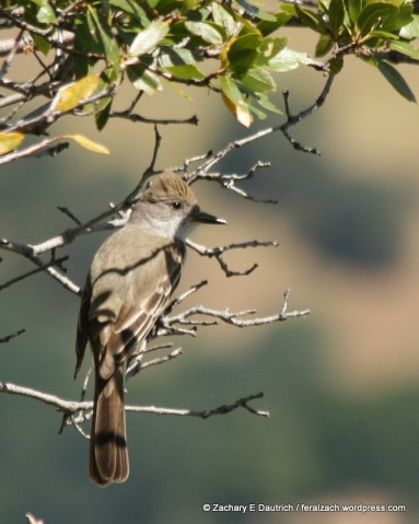 ash-throated flycatcher / Mount Diablo State Park