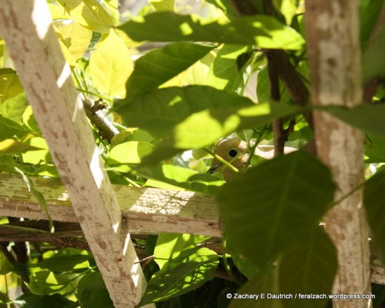 mourning dove on nest