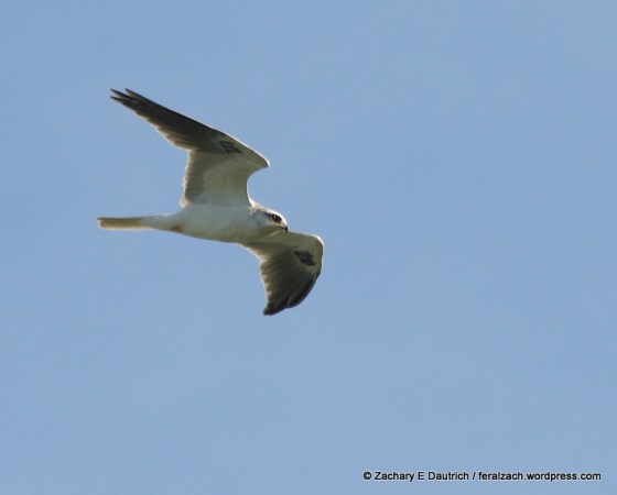 white-tailed kite