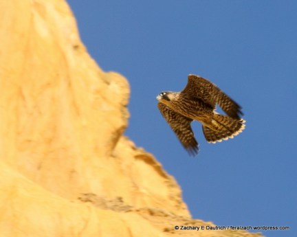 IMG_1586 raw edit v1