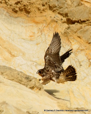 IMG_1589 raw edit v2