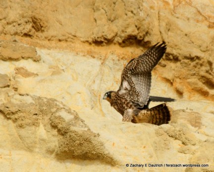 IMG_1593 raw edit v1