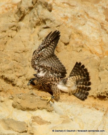 IMG_1598 raw edit v3