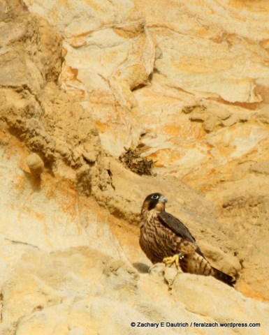 IMG_1604 raw edit v1