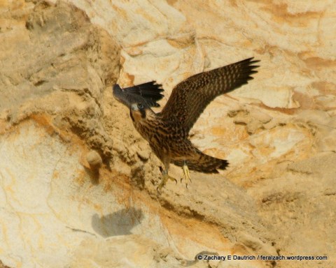 IMG_1615 raw edit v1