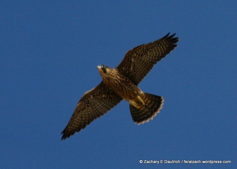 IMG_1616 raw edit v1