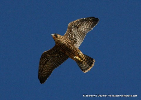 IMG_1617 raw edit v1