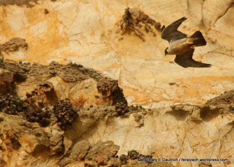 IMG_1621 raw edit v1