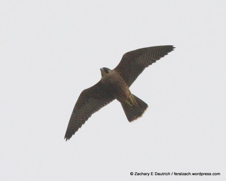 IMG_1735 raw edit v1