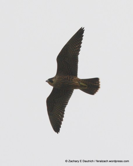 IMG_1736 raw edit v1