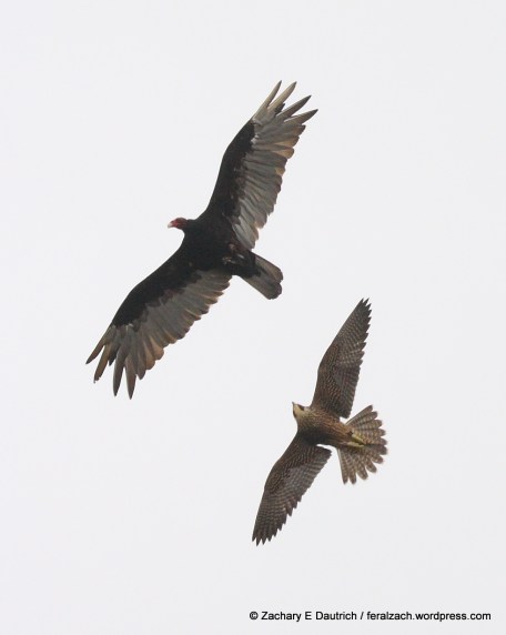 IMG_1739 raw edit 1 v1