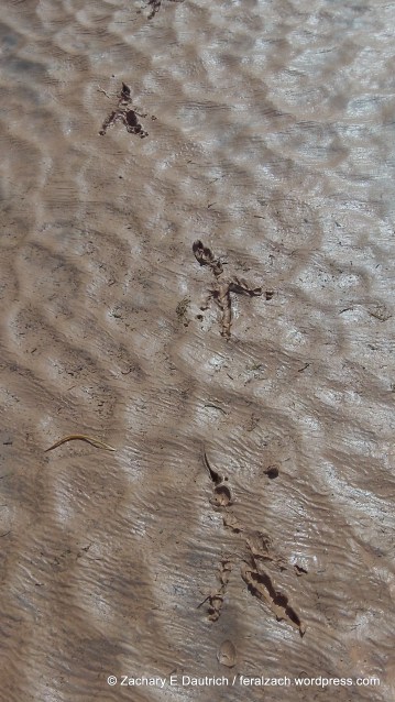 large raptor tracks
