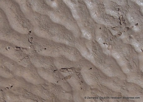 great-horned owl tracks