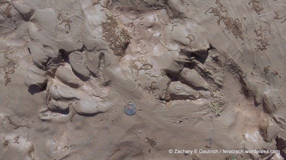 beaver tracks