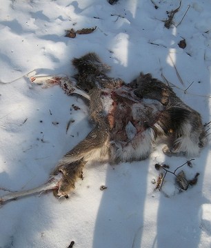 (Photo: Linda Kerley, Zoological Society of London/Wildlife Conservation Fund)