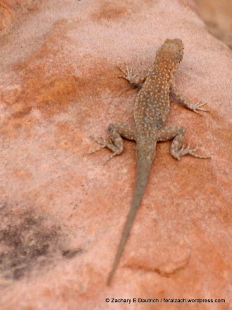desert side-blotched lizard
