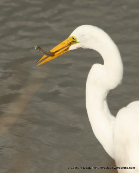 great egret with dinner