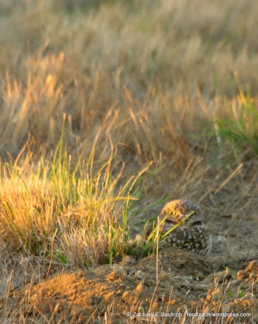 female burrowing owl / Cesar Chavez Park Berkeley, CA