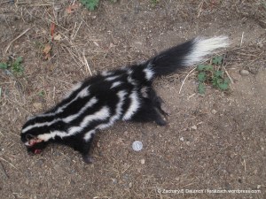 spotted skunk