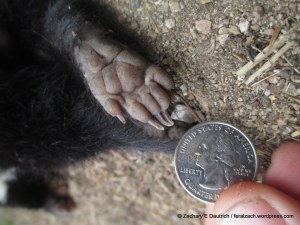 spotted skunk rear right foot