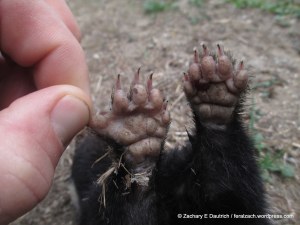 spotted skunk front feet