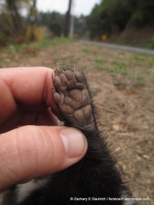 spotted skunk rear left foot