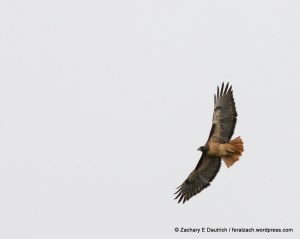 red-tailed hawk
