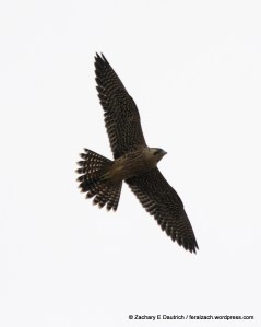 juvenile peregrine falcon